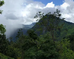 Panoramabild: Berge und Wald